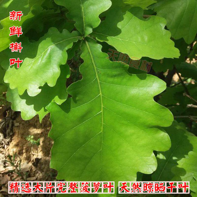 新鲜菠萝叶粽叶 现采槲叶 天然晾晒菠萝叶干柞树叶包粽子两件包邮