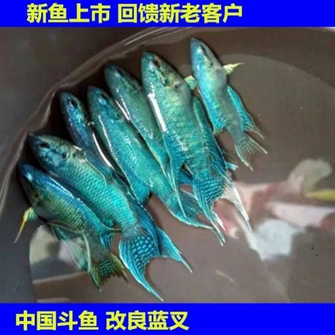 中国斗鱼锦鲤白化澳洲火焰