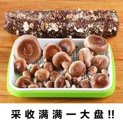 【7天出菇】食用菌棒菌种菌包香菇平菇食用蘑菇菌多肉阳台