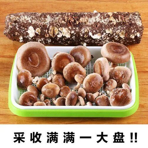 【7天出菇】食用菌棒菌种菌包香菇平菇食用蘑菇菌多肉阳台