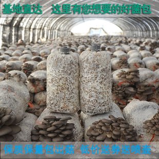 【菌丝长满不出包赔】专业大食用菌包菌棒平菇菌包家庭种植蘑菇