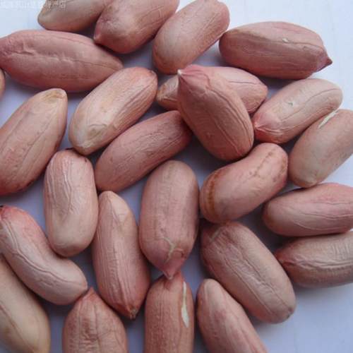 山东胶东威海乳山生长生果花生米