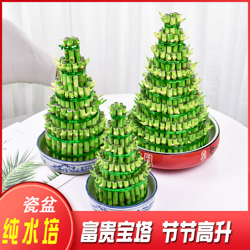 富贵竹圣诞树盆栽室内绿植