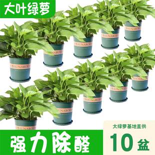 绿萝盆栽植物室内除甲醛净化空气绿植花卉长藤垂吊水培吊兰绿箩