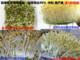 绿豆发绿豆芽新绿豆种子生豆芽豆苗专用绿豆种子一斤农家绿豆 包邮