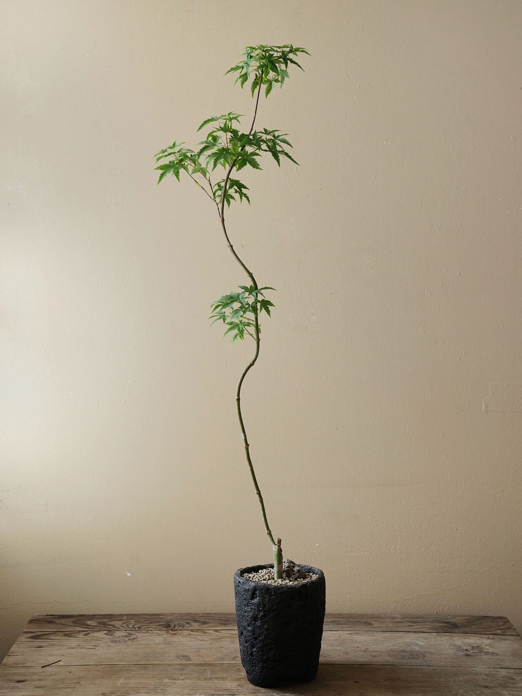 庭院红枫苗原生鸡爪槭枫树造型盆景红枫盆栽客厅观叶落地植物
