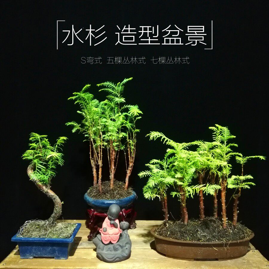 水杉树苗盆景盆栽 室内绿植花卉办公室植物 防辐射四季常青落羽杉