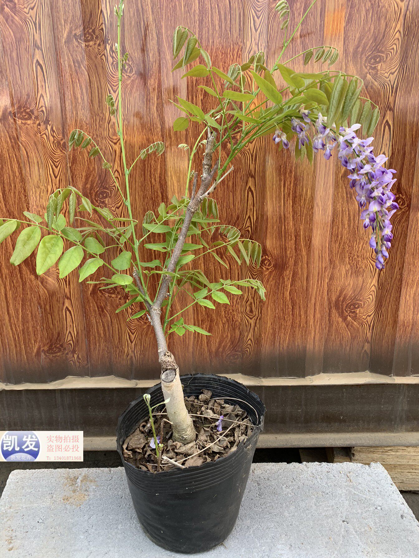 紫藤盆景植物日系品种丰花长穗矮霸老桩爬藤好养庭院易活观花阳台