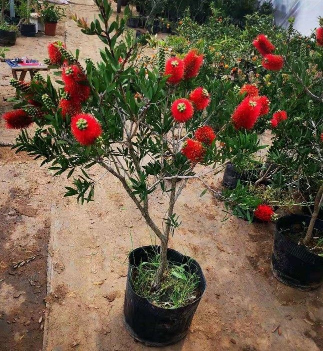 多花红千层盆栽红千层苗 金宝树苗 垂枝红千层 澳洲红千层串钱柳