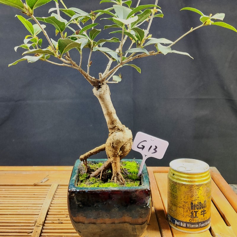 流苏嫁接提根桂花盆景盆栽日香桂天香台阁桂丹桂金桂四季桂庭院