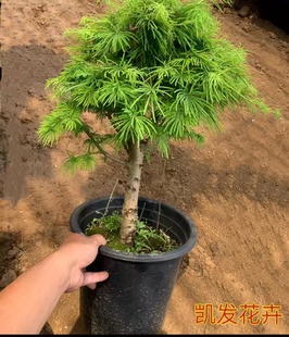 常青实拍金钱松小盆景丛林假山组合盆栽实物拍摄 金钱松盆景四季