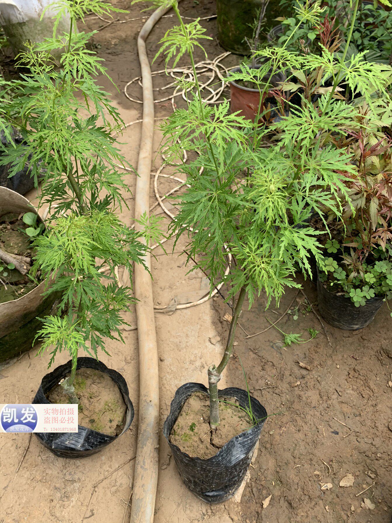 红枫青龙羽毛红枫红枫小苗彩叶枫彩叶苗绿化庭院耐寒植物盆栽实物