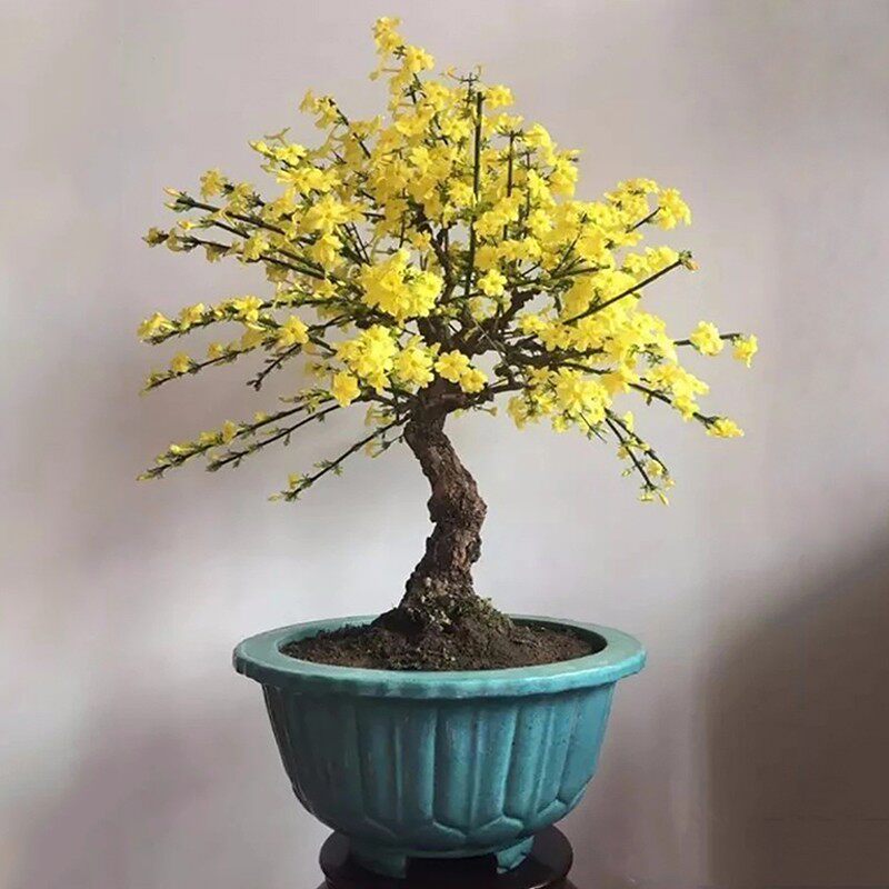 迎春花盆栽庭院绿化爬藤植物云南黄馨黄色小叶迎春花盆栽树苗四季