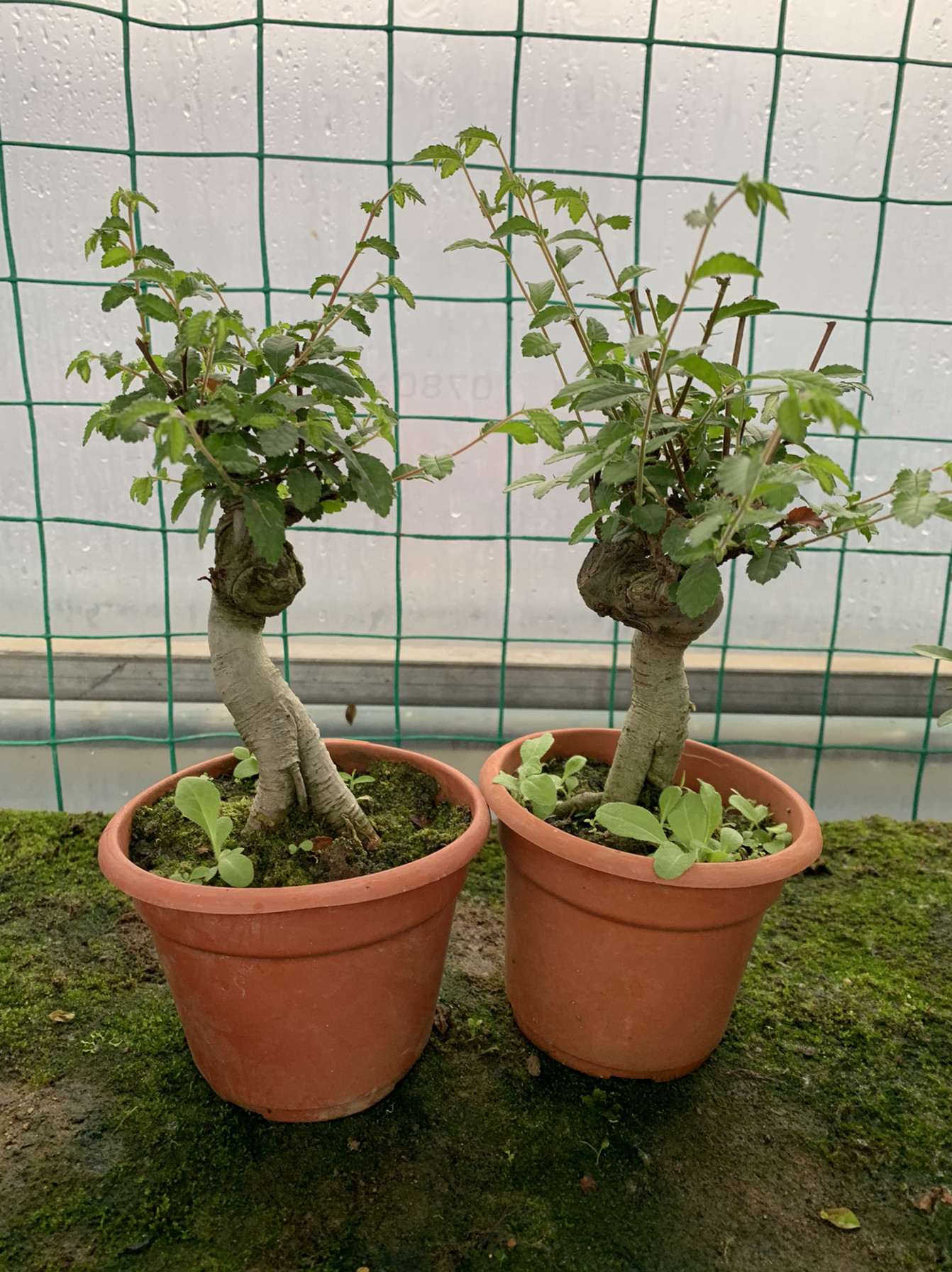 矮霸迷你榆树盆栽 独杆树桩小榆树盆景