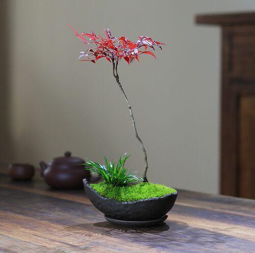 绿植南天竺阳台微型盆景