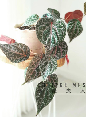 瑰丽胡椒室内客厅阳台垂吊植物