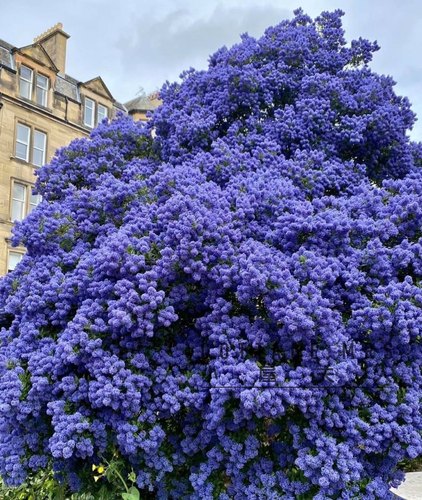 美洲茶盆栽耐寒花灌木花园阳台庭院易养护匍匐蓝色 四季植物