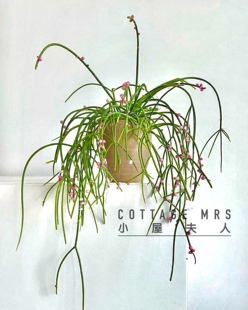 棒叶喀秋莎沙生植物不长虫耐旱耐高温丝苇热带雨林附生小众玉珊瑚