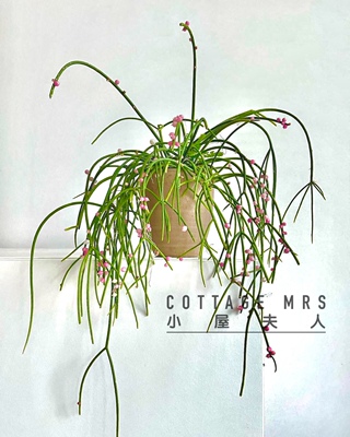 丝苇客厅阳台绿植美观