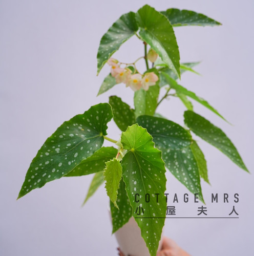 微风秋海棠 带香味 竹节秋海棠 阳台 客厅 室内盆栽