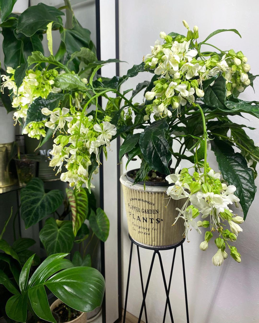 荷兰短枝垂茉莉荷兰进口网红花卉 白玉蝴蝶 垂枝垂丝垂吊阳台室内