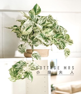 大理石皇后油画绿萝绿植室内观叶植物盆栽