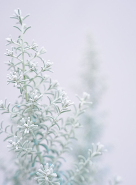 澳洲地肤珍珠  蓝布什高级感银灰色系进口网红小众绿植