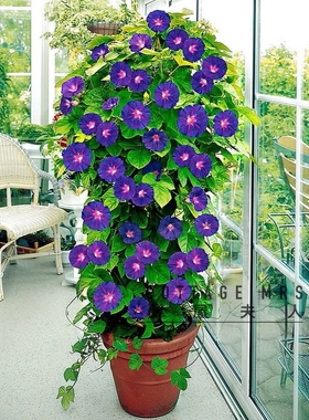 美国大牵牛花巨型爆花拱门爬藤好养稍耐寒很耐热宿根蓝紫色渐变