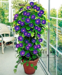 美国大牵牛花巨型爆花拱门爬藤好养稍耐寒很耐热宿根蓝紫色渐变