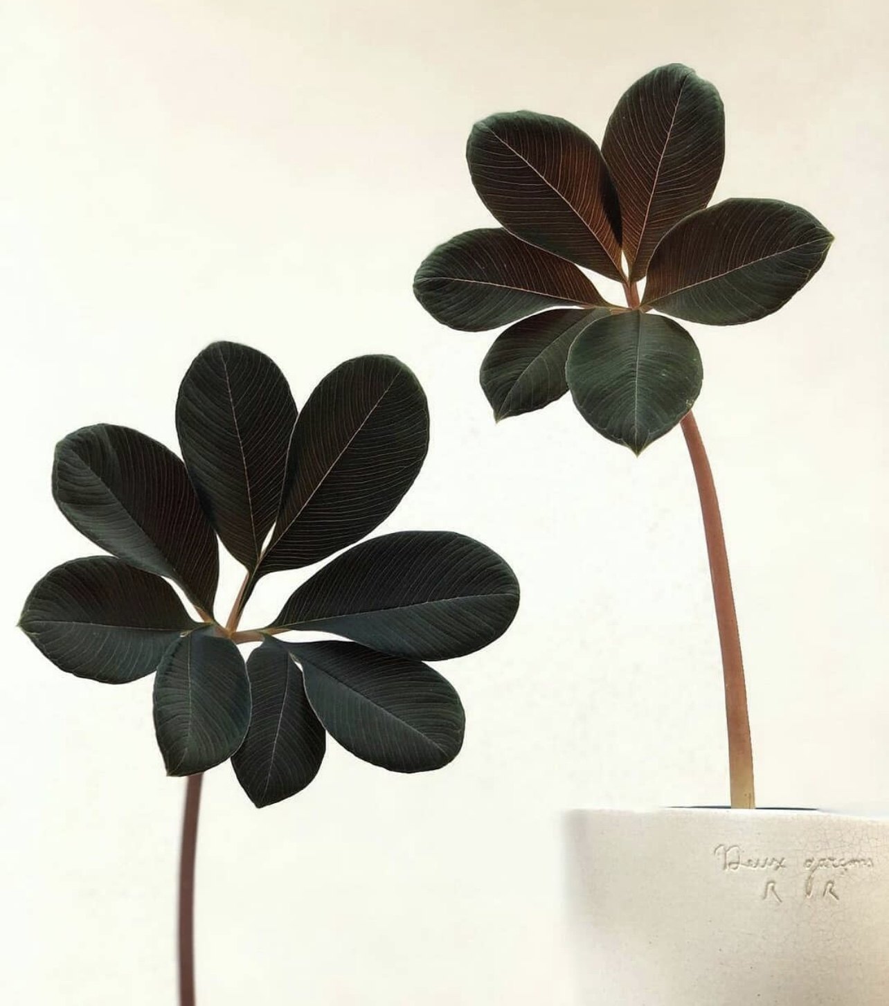 紫魔芋 稀有块根植物 室内植物盆栽 阳台办公桌 茶桌
