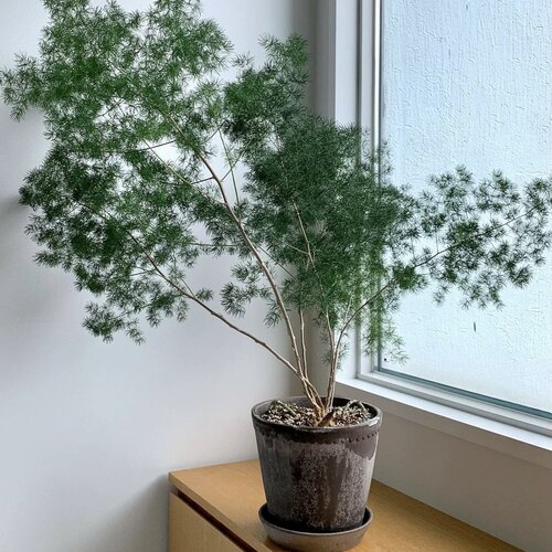 蓬莱松客厅阳台室内盆栽绿植美观