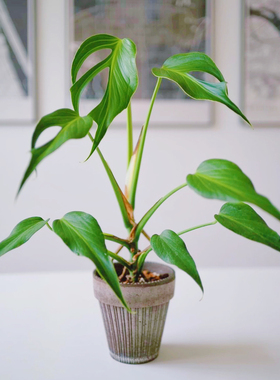 巴西龟背竹  斜叶龟Monstera Burle Marx Flame 室内客厅阳台盆栽