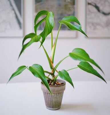 巴西龟背竹  斜叶龟Monstera Burle Marx Flame 室内客厅阳台盆栽