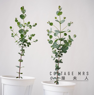 银水滴  尤加利 阳台 窗台 花园 叶绿植盆栽