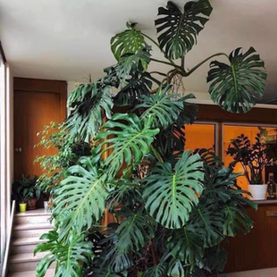 Cottage Mrs龟背竹绿植盆栽耐阴观叶植物  室内净化空气家养