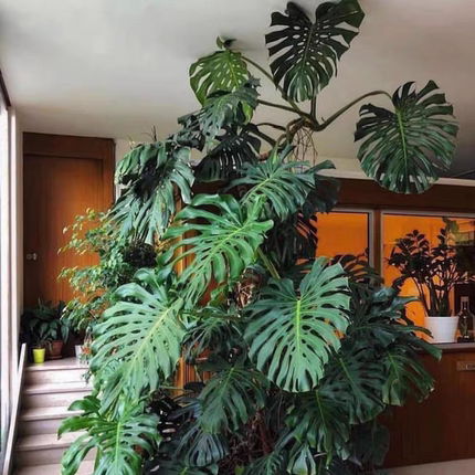 Cottage Mrs龟背竹绿植盆栽耐阴观叶植物  室内净化空气家养
