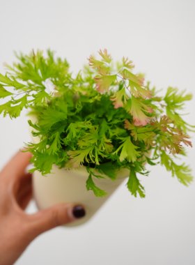 粉蝶铁线蕨室内客厅绿植盆栽