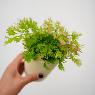 粉蝶铁线蕨 Adiantum tenerum 'Diamond  室内 客厅 绿植盆栽