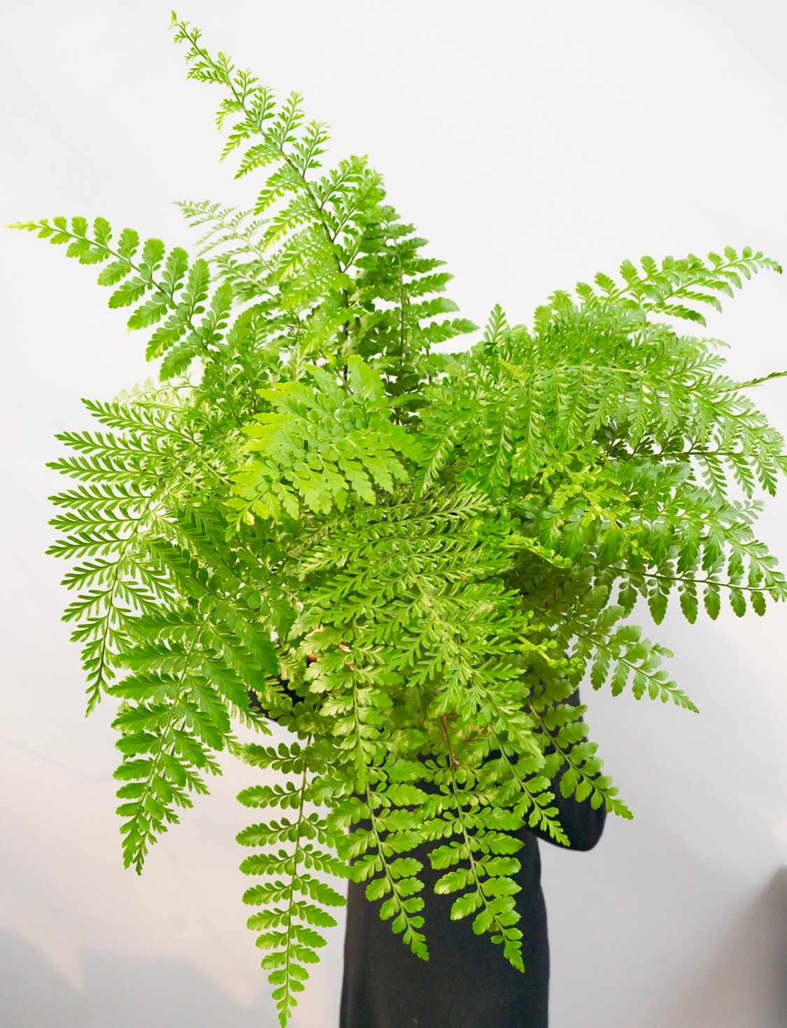 吉姆蕨 平安蕨 花卉植物室内花 室内盆栽 耐阴绿植 四季常绿