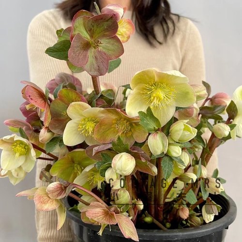 铁筷子圣诞玫瑰 耐寒  年宵花  花期五个月左右阳台庭院耐旱好养