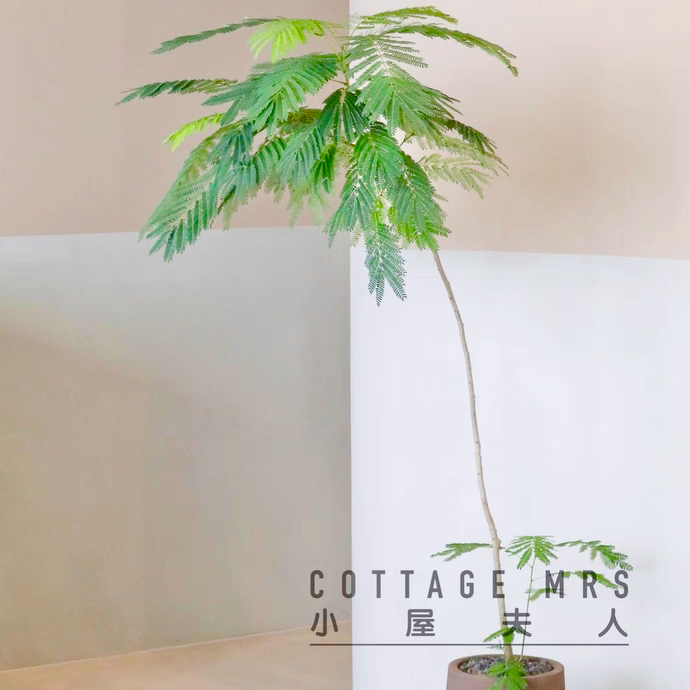 合欢花盆栽办公室绿植景观室内