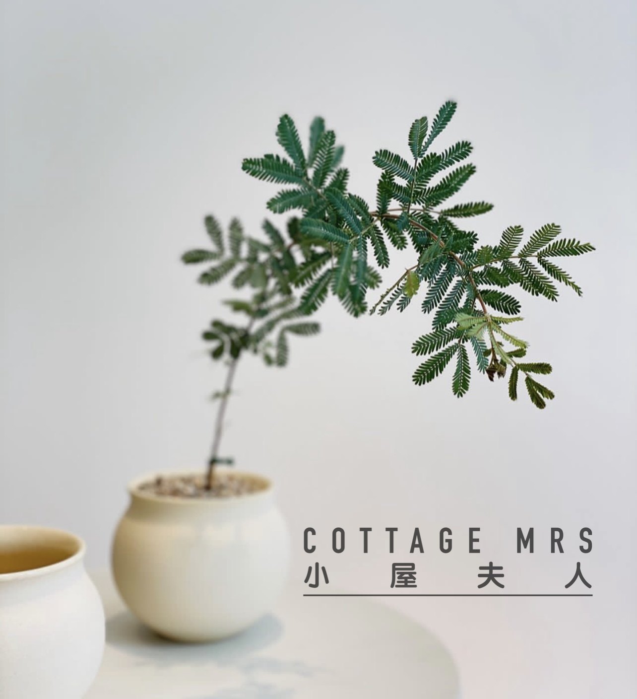 紫叶密羽金合欢贝利氏相思树网红盆栽喜光调色新奇小众多年生耐晒