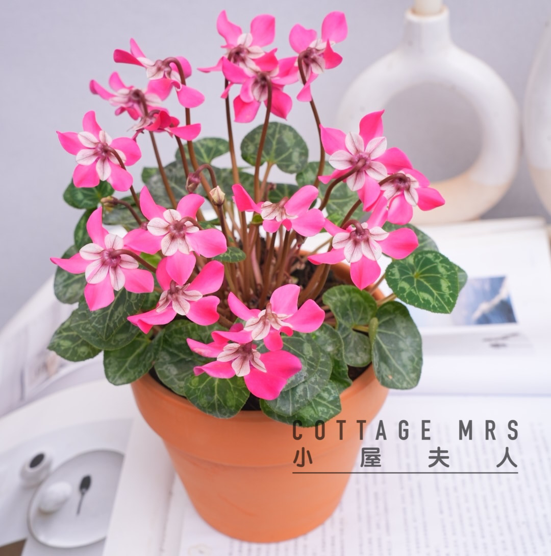 蝶衣仙客来盆栽  四季室内开花植物耐寒阳台花卉多年生