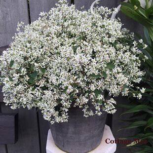 重瓣禾叶大戟圣诞飘雪满天星多年生植物庭院盆栽易爆盆