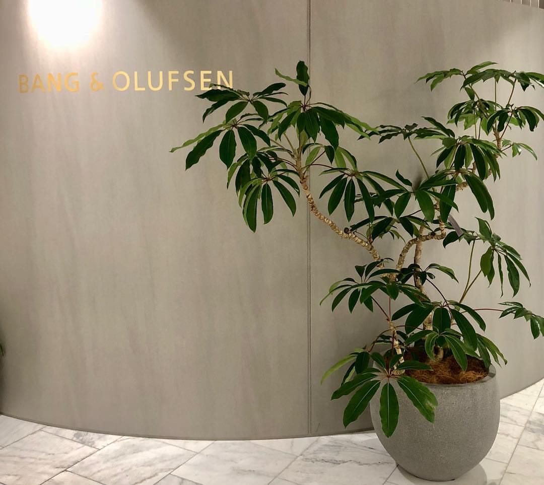 cottagemrs保罗大叶伞绿植盆栽