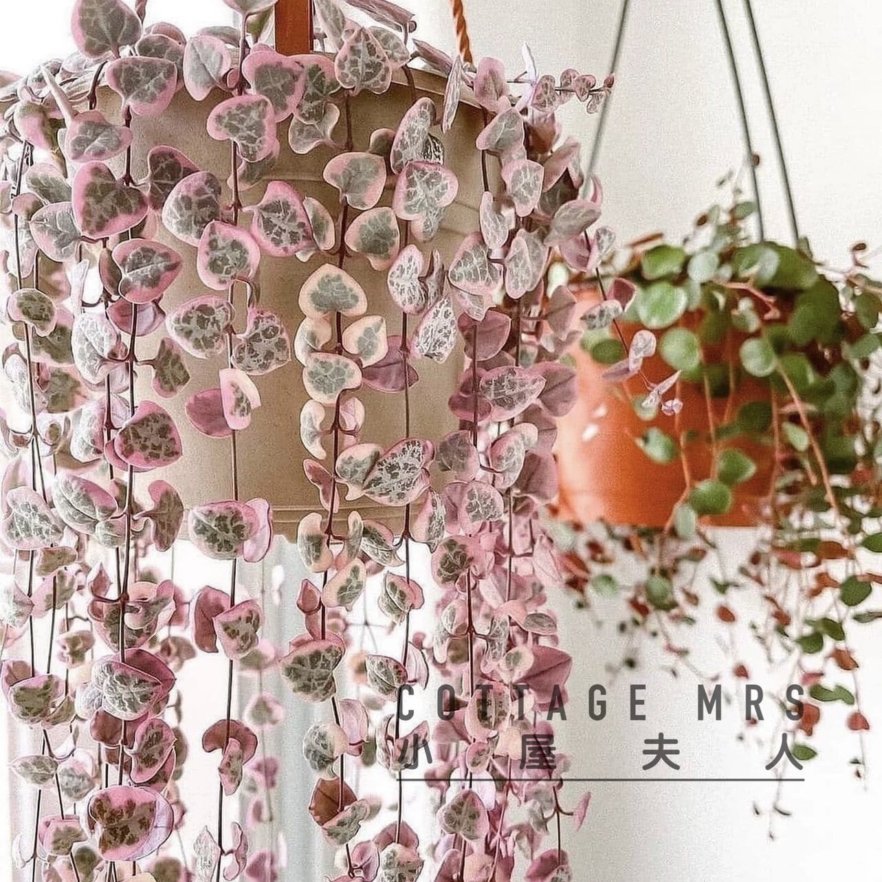 多肉盆栽爱之蔓锦藤肉肉蔓吊兰垂吊绿植小盆栽室内外ins风阳台