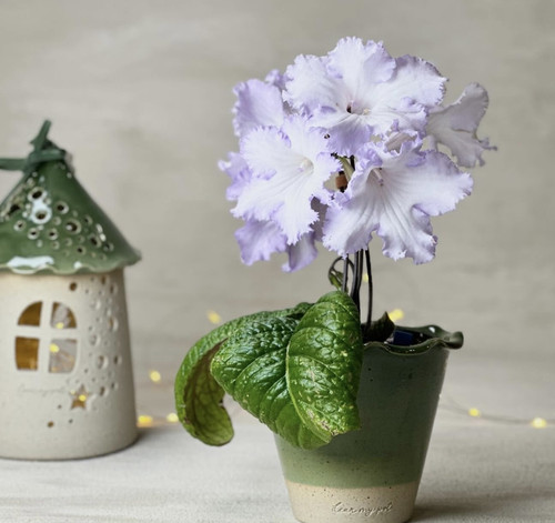 苦苣苔 进口堇兰  室内窗台阳台客厅耐阴  开花多年生草本