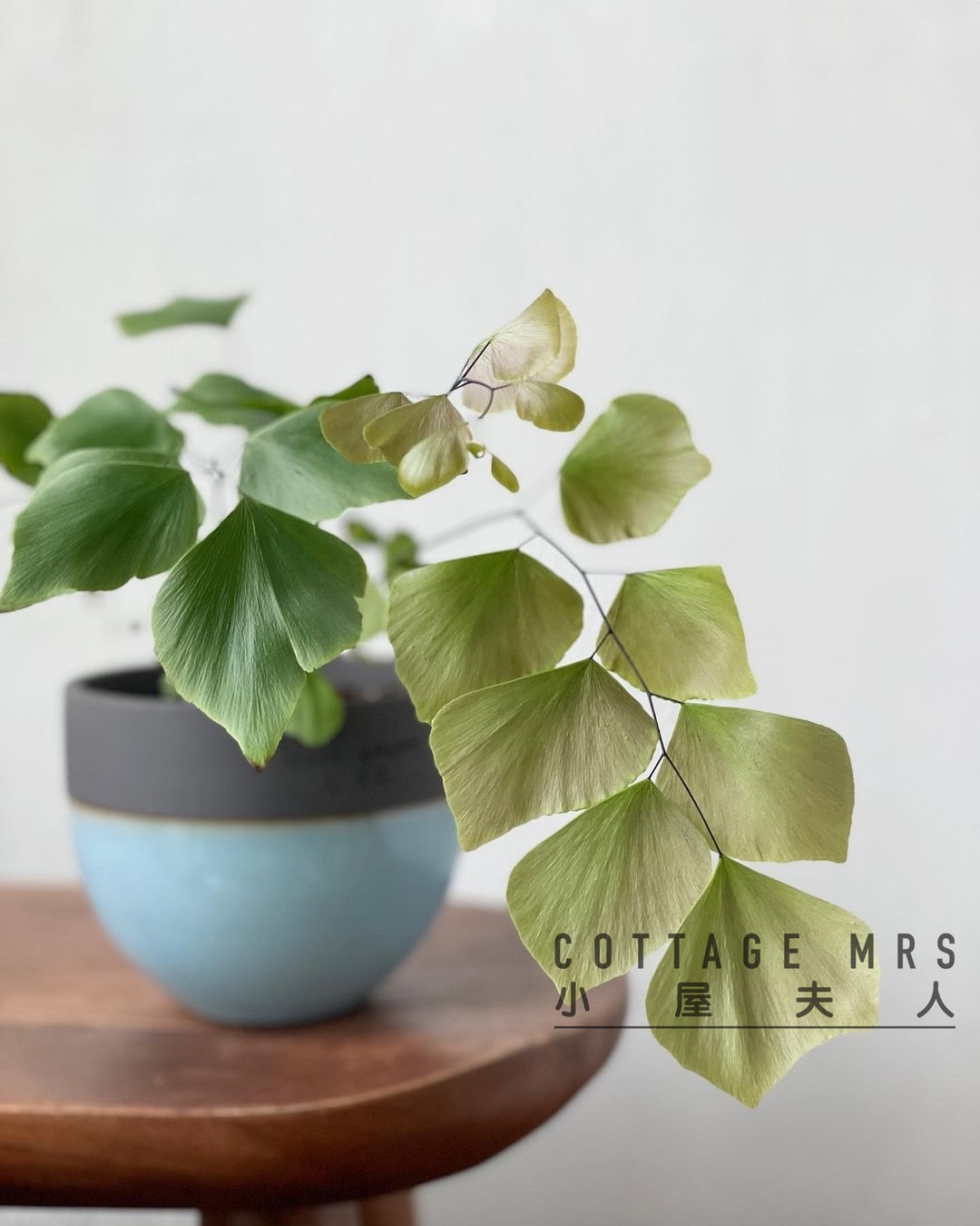 银币  大叶铁线蕨室内净化空气美观北欧风植物盆栽易养雨林缸