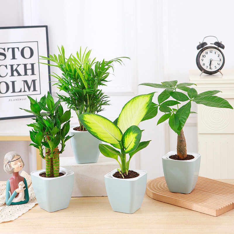 【拍一发四】发财树节节高玛丽安袖珍椰子四季常青办公室绿植盆栽