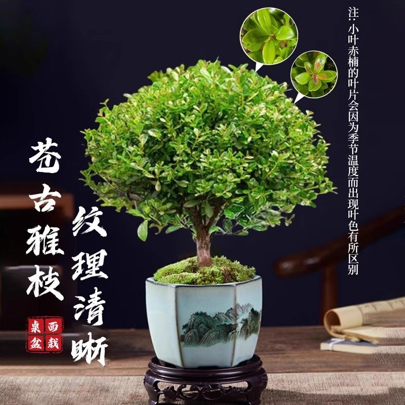 小叶赤楠老桩苗紫檀微景观水培办公室四季好养金丝楠木绿植